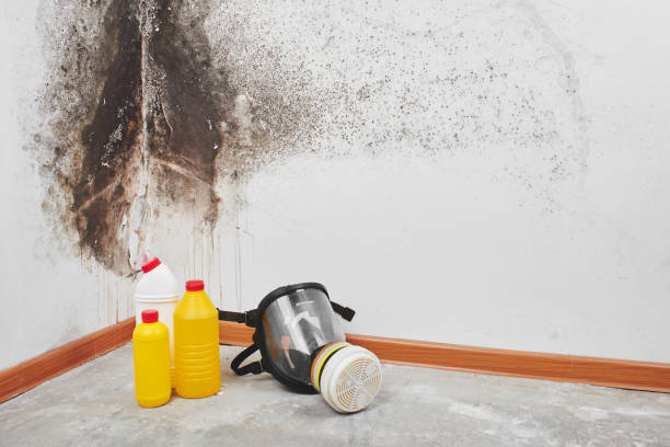 Best Residential Mold Removal  in East Rancho Dominguez, CA