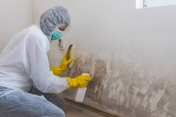 Best Fast Mold Removal  in East Rancho Dominguez, CA
