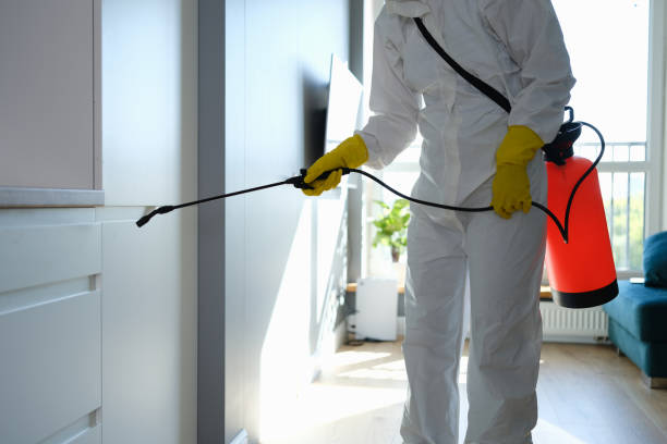 Best Mold Cleaning Services  in East Rancho Dominguez, CA
