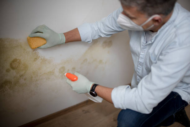 Best Fast Mold Removal  in East Rancho Dominguez, CA