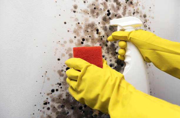 Best Same-Day Mold Removal  in East Rancho Dominguez, CA