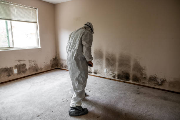 Professional Mold Removal in East Rancho Dominguez, CA