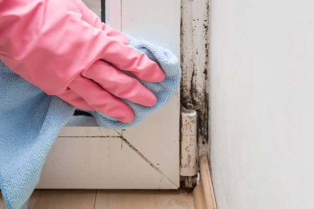 Best Crawl Space Mold Removal  in East Rancho Dominguez, CA