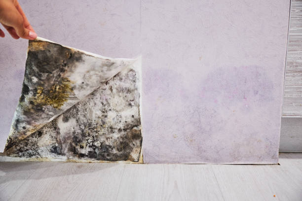 Attic Mold Removal in East Rancho Dominguez, CA